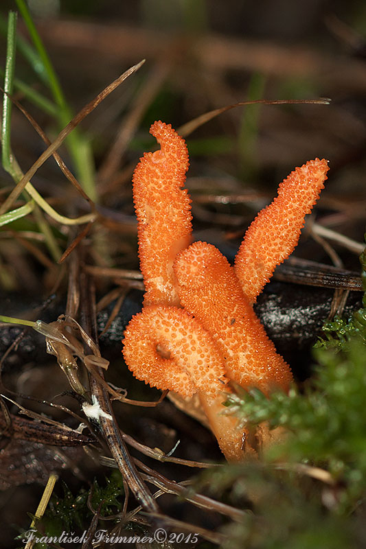 žezlovka hmyzová Cordyceps militaris (Fr.) Link