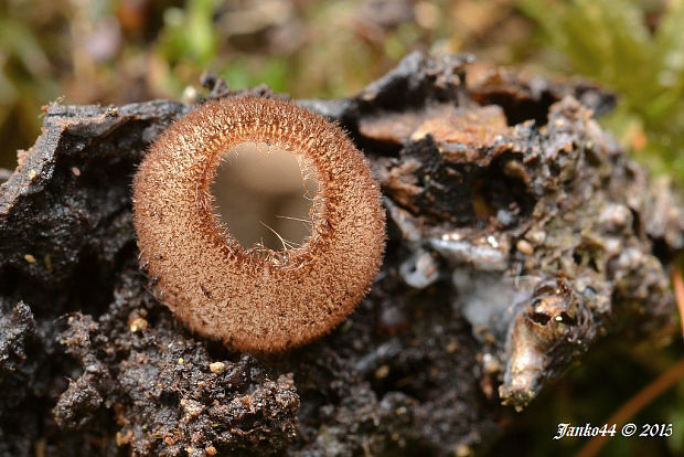 humária polguľovitá Humaria hemisphaerica (F.H. Wigg.) Fuckel