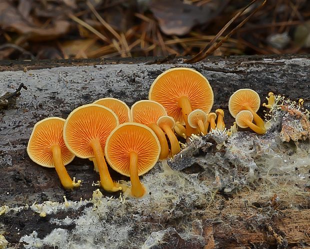 líška oranžová Hygrophoropsis aurantiaca (Wulfen) Maire