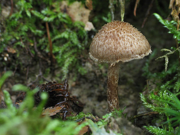 vláknica Inocybe sp.