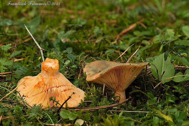 rýdzik oranžovokrvavý Lactarius semisanguifluus R. Heim & Leclair