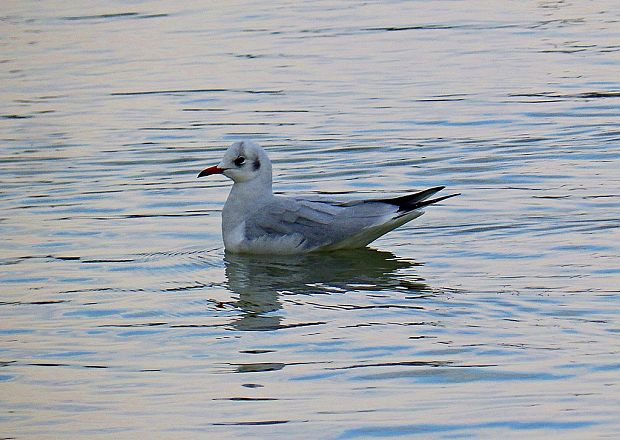 čajka smejivá Larus ridibundus  L.