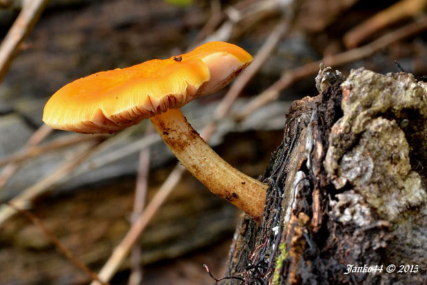 štítovka Pluteus cf. variabilicolor Babos