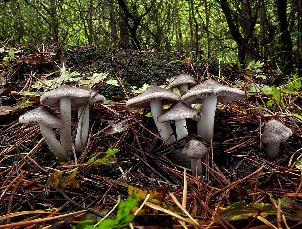 čírovka zemná Tricholoma terreum (Schaeff.) P. Kumm.