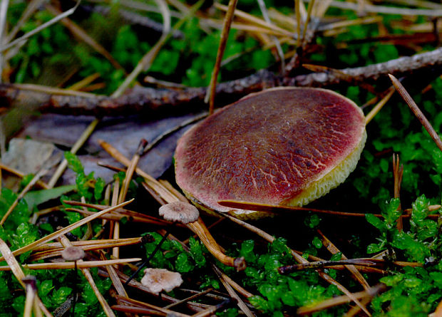 suchohríb zamatový Xerocomellus pruinatus (Fr.) Šutara