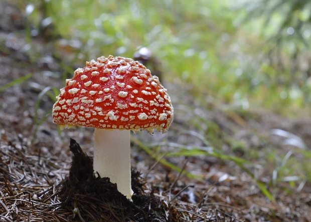 muchotrávka červená Amanita muscaria (L.) Lam.