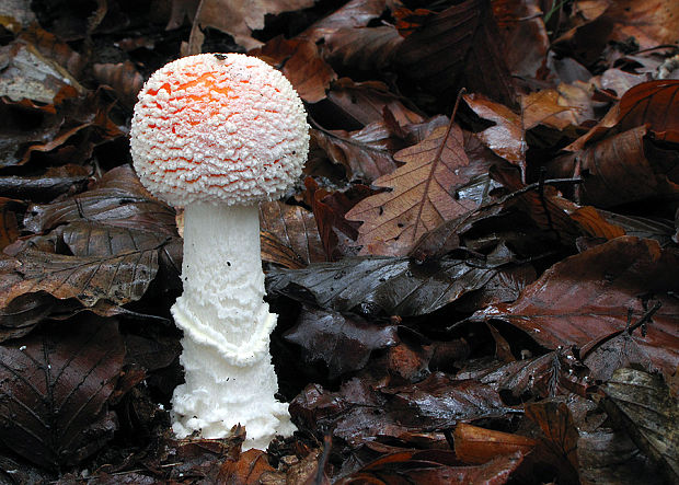 muchotrávka červená Amanita muscaria (L.) Lam.