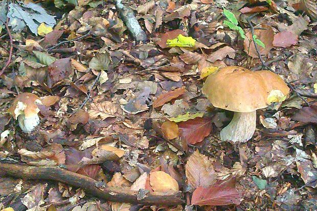 hríb smrekový Boletus edulis Bull.