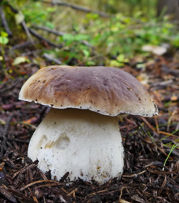 hríb smrekový Boletus edulis Bull.