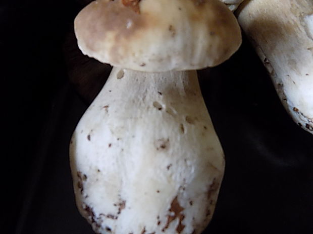 hríb smrekový Boletus edulis Bull.