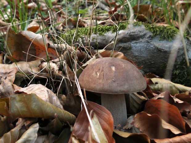 hríb dubový Boletus reticulatus Schaeff.