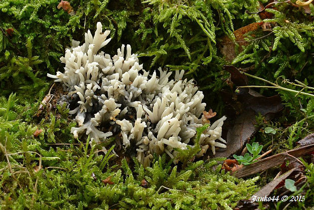 konárovka hrebenitá Clavulina coralloides (L.) J. Schröt.