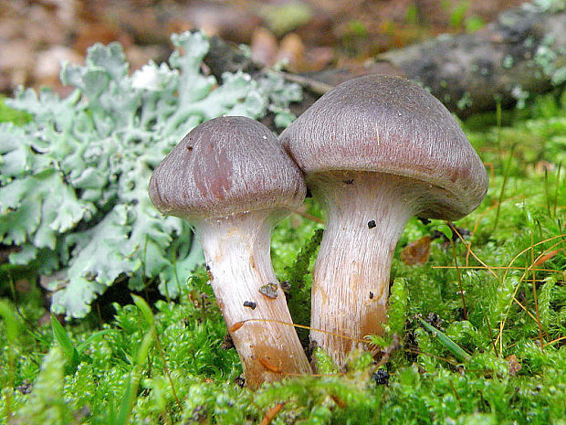 pavučinovec začervenený Cortinarius erubescens M.M. Moser