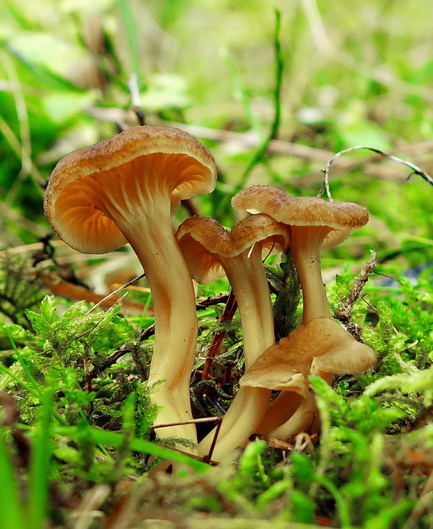 kuriatko lievikovité Craterellus tubaeformis (Fr.) Quél.