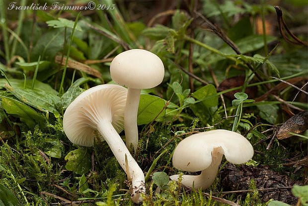 lúčnica snehobiela Cuphophyllus virgineus (Wulfen) Kovalenko