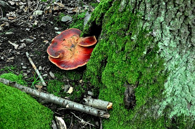 pečeňovec dubový Fistulina hepatica (Schaeff.) With.