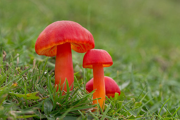 lúčnica šarlátová Hygrocybe coccinea (Schaeff.) P. Kumm.