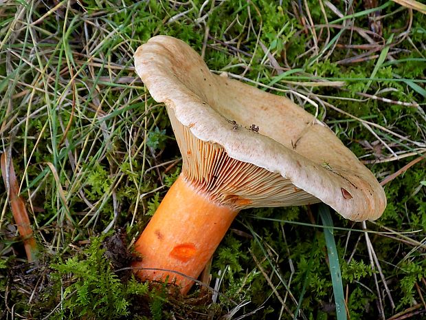 rýdzik Lactarius sp.