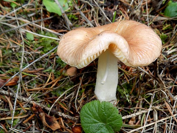 plávka včasná Russula cf. nauseosa (Pers.) Fr.