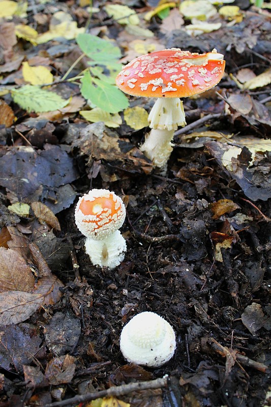 muchotrávka červená Amanita muscaria (L.) Lam.