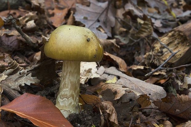 muchotrávka zelená Amanita phalloides (Vaill. ex Fr.) Link