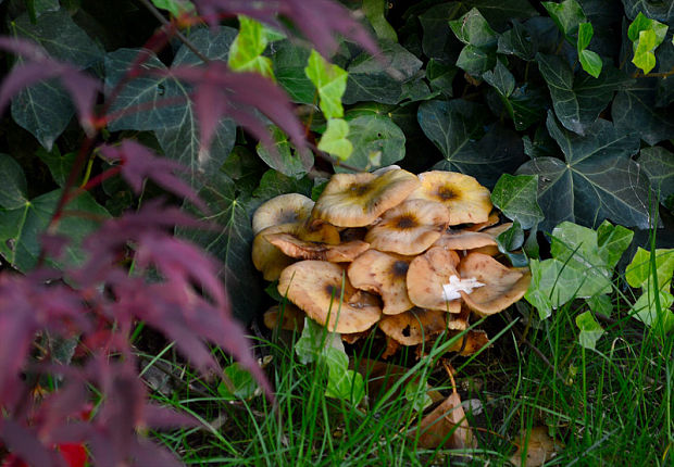 podpňovka Armillaria sp.