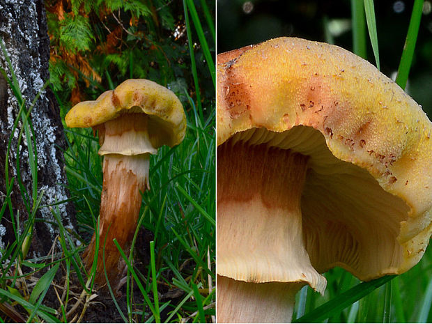 podpňovka Armillaria sp.