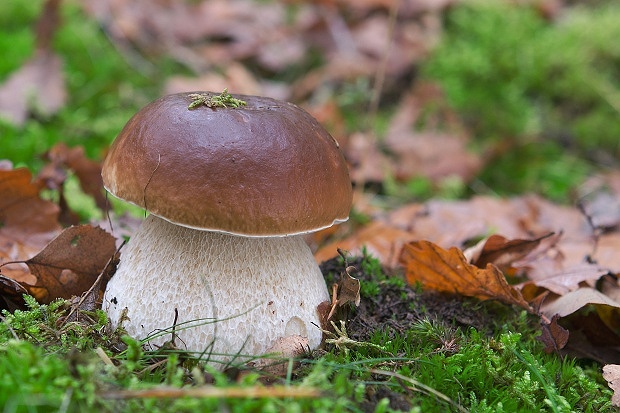 hríb smrekový Boletus edulis Bull.