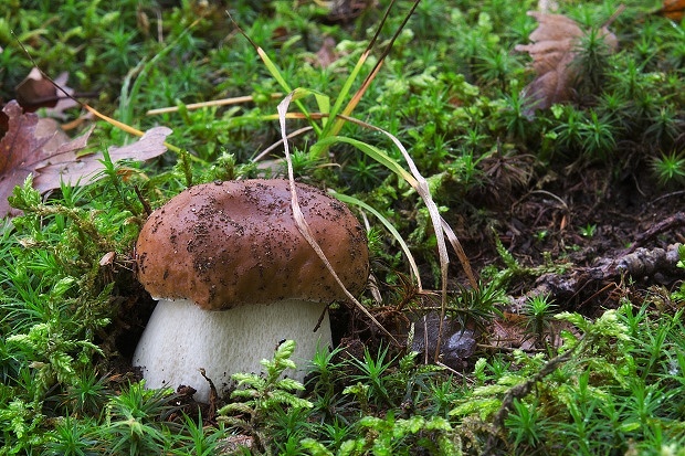 hríb smrekový Boletus edulis Bull.