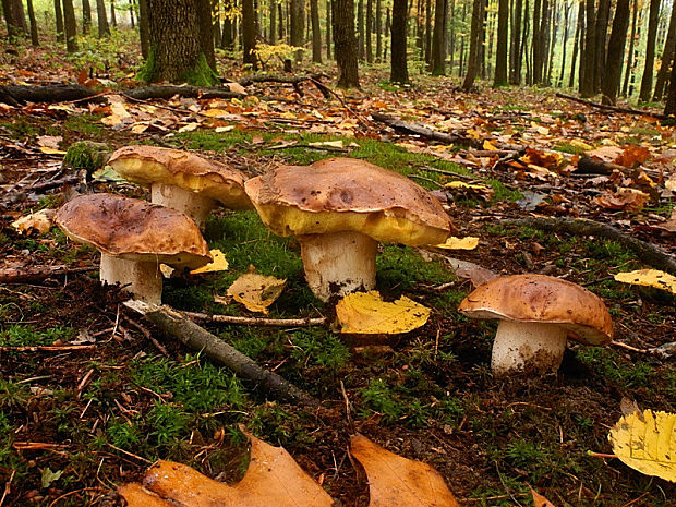 hríb smrekový Boletus edulis Bull.