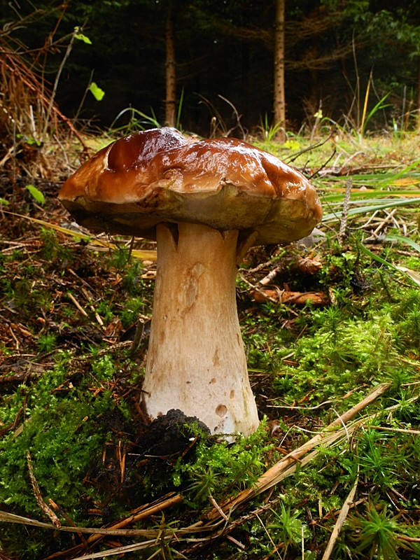 hríb smrekový Boletus edulis Bull.