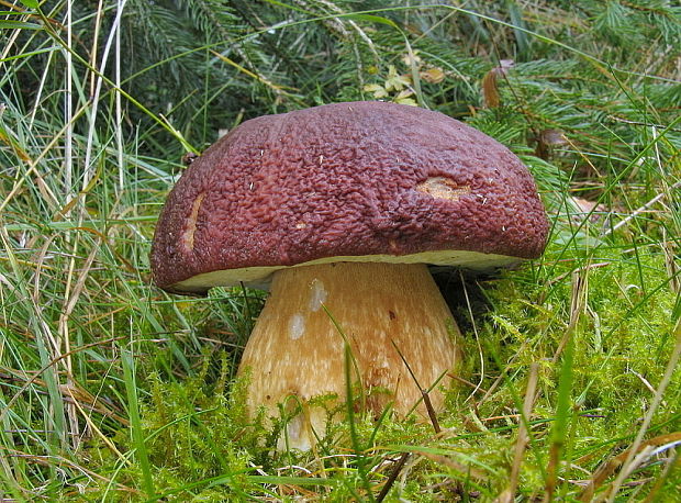 hríb sosnový Boletus pinophilus Pil. et Dermek in Pil.