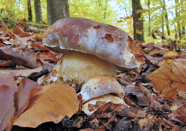 hríb sosnový Boletus pinophilus Pil. et Dermek in Pil.