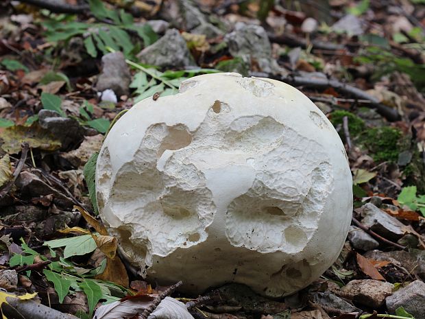 vatovec obrovský Calvatia gigantea (Batsch) Lloyd