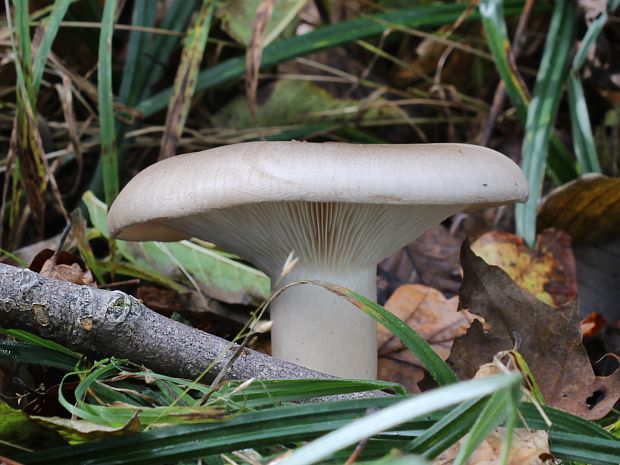 strmuľka inovaťová Clitocybe nebularis (Batsch) P. Kumm.