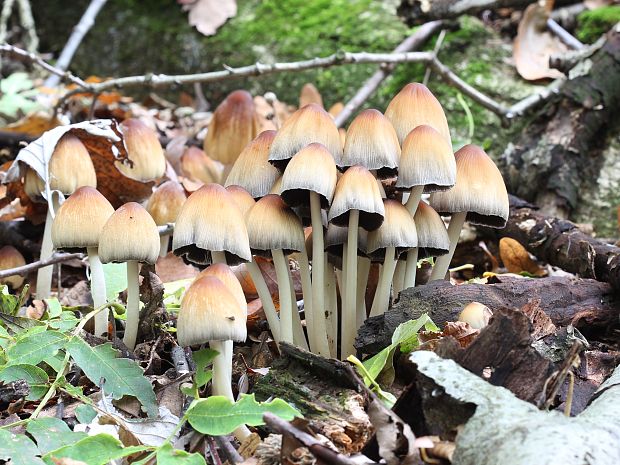 hnojník ligotavý Coprinellus micaceus (Bull.) Vilgalys, Hopple & Jacq. Johnson