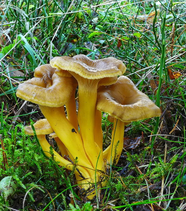 kuriatko lievikovité Craterellus tubaeformis (Fr.) Quél.