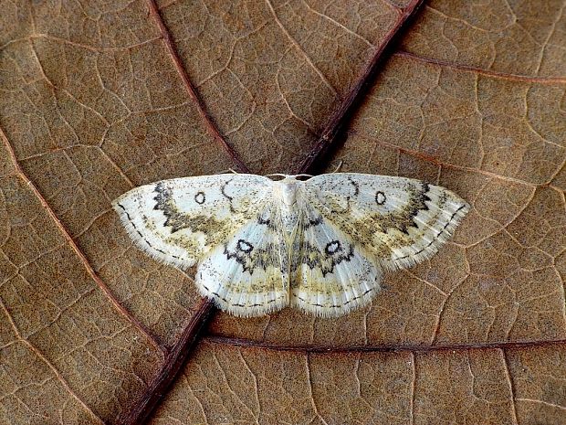 piadica javorová (sk) / očkovec javorový (cz) Cyclophora annularia Fabricius, 1775