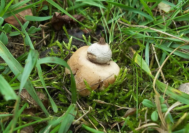 hviezdovka hnedá Geastrum elegans Vittad.