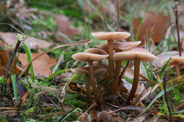 peniazovka červenohlúbiková Gymnopus erythropus (Pers.) Antonín, Halling & Noordel.