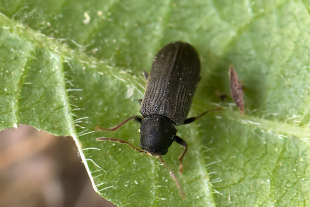 červotoč Hemicoelus fulvicornis