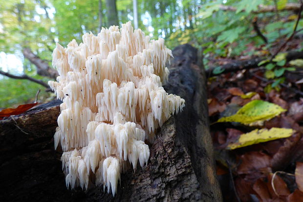 koralovec jedľový Hericium alpestre Pers.