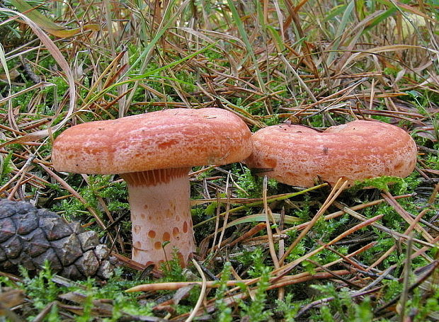 rýdzik pravý Lactarius deliciosus (L.) Gray