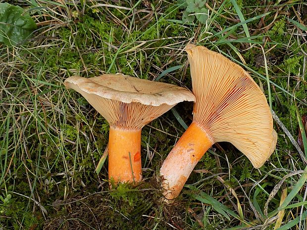 rýdzik smrekový Lactarius deterrimus Gröger