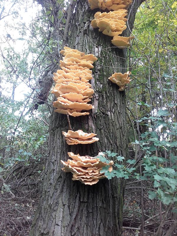 sírovec obyčajný Laetiporus sulphureus (Bull.) Murrill