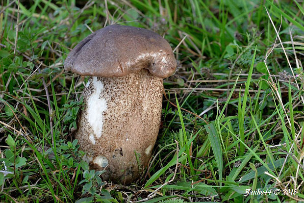 kozák topoľový f.robustná Leccinum duriusculum f. robustum Lannoy & Estadès