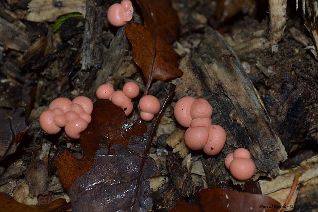 vlčinka červená Lycogala epidendrum (J.C. Buxb. ex L.) Fr.