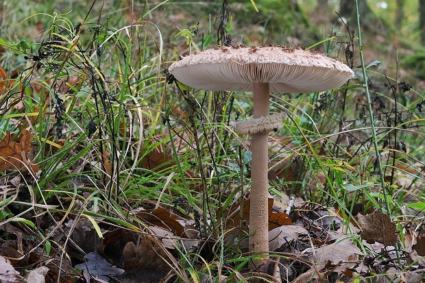 bedľa vysoká Macrolepiota procera (Scop.) Singer