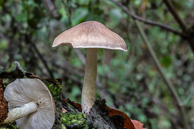 štítovka šupinatá Pluteus petasatus (Fr.) Gillet