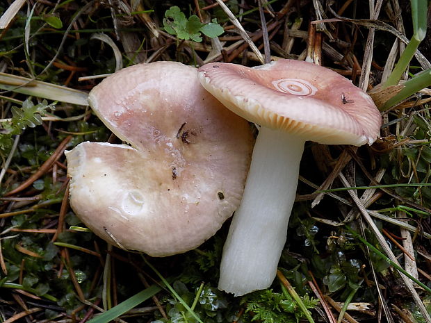 plávka Russula sp.